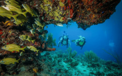 Why May is Magic in La Paz: Mantas, Mobulas and Margaritas!