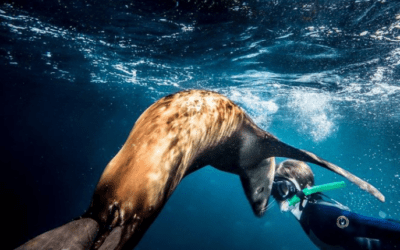 Why We Love Late Summer and Early Fall in the Sea of Cortez