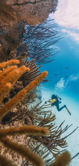 DiversInnMX, All-Inclusive 5 Star PADI Resort DiversInnMX, All-Inclusive 5 Star PADI Resort