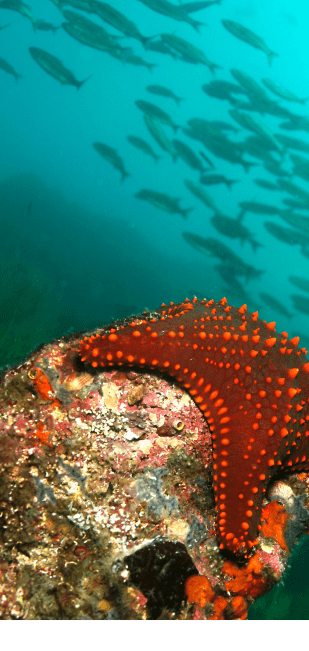 DiversInnMX, All-Inclusive 5 Star PADI Resort DiversInnMX, All-Inclusive 5 Star PADI Resort