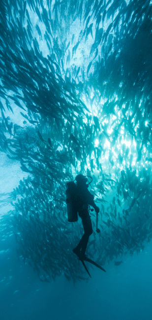 V6 DiversInnMX, All-Inclusive 5 Star PADI Resort