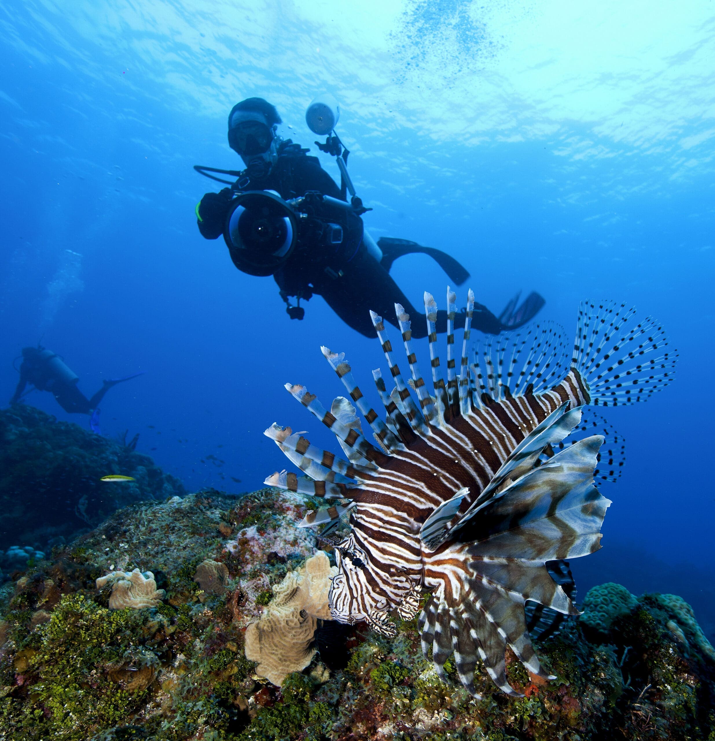 Diver encounters a majestic lionfish on a coral reef deep under the sea. dive clubs and shops