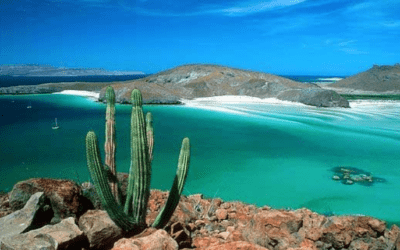 Best Time to Dive in La Paz | Sea of Cortez Diving Guide