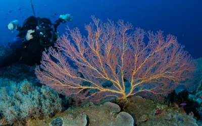 Why September May Be the Best Time to Learn Underwater Photography in Baja