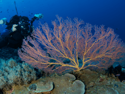 Baja Diving Events & PADI Workshops