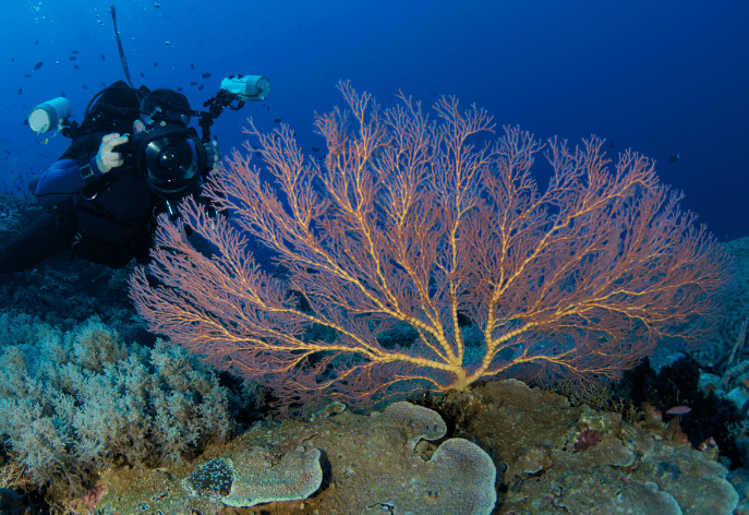 Baja Diving Events & PADI Workshops