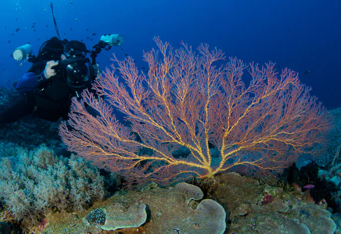 underwater photography course at DiversInnMX