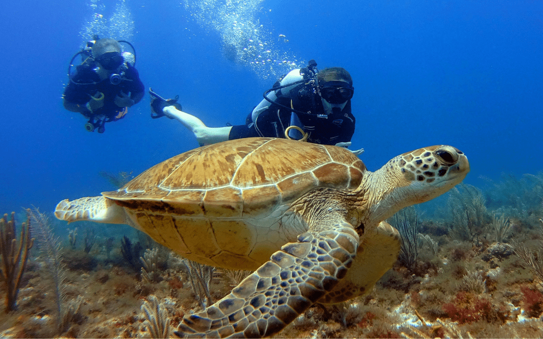DiversInnMX spring diving