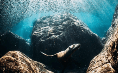 Why People Dive With Us