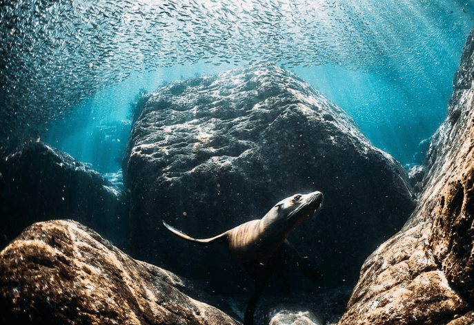 Why people dive with DiversInnMX