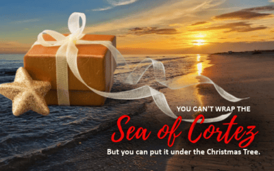 Fall and Winter Diving in La Paz: The Quiet Season That Belongs Under the Christmas Tree
