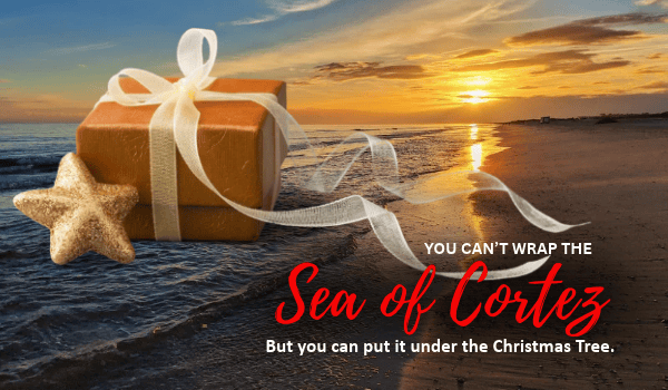 Fall and Winter Diving in La Paz: The Quiet Season That Belongs Under the Christmas Tree